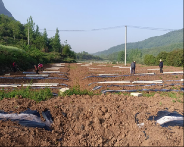 巡检镇指山坪村：春雨之后忙春耕　产业先行促振兴