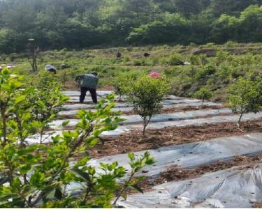 巡检镇南浴沟村：油茶套种蔬菜，以短养长增收
