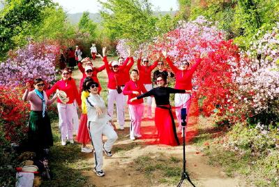 南漳：百余亩杜鹃花海绽放