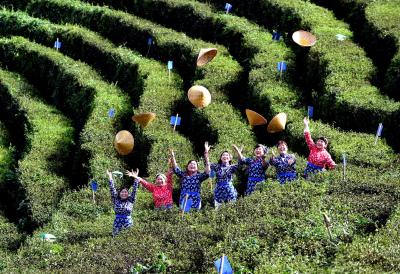 湖北南漳：茶园欢歌