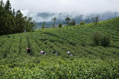 两协会倡导茶叶适度包装 推动绿色文明消费