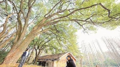 【热点关注】武汉植物园大树普查剑指百年愿景 揭三棵古树身份育古树后备团队
