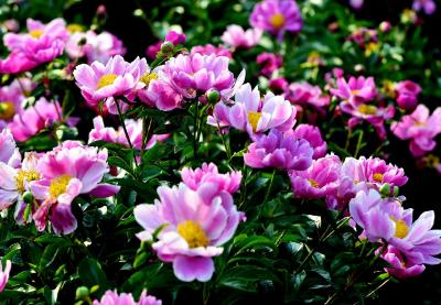 湖北南漳：芍药花开香满园