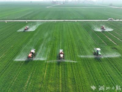 【热点关注】无人机助阵，襄阳536万亩小麦完成一次病虫防控 