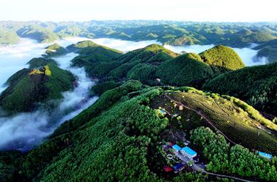 湖北南漳：生态茶园美如画