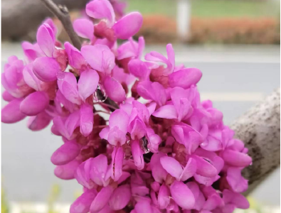 南漳：紫荆花开春色美