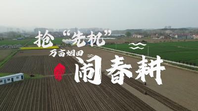 南漳：万亩烟田涌春潮