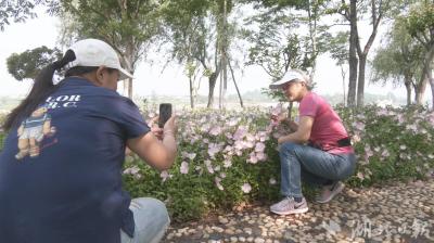 【热点关注】武汉这个公园里 2000多平方米的月见草花全都开了