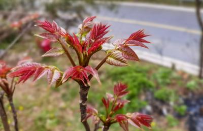 湖北南漳：一椿入口，三春不忘