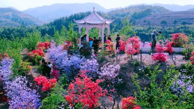 漳视频丨荆山杜鹃花争艳