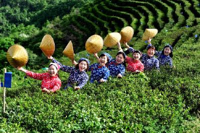 南漳：茶园欢歌 共赴“鲜”味盛会