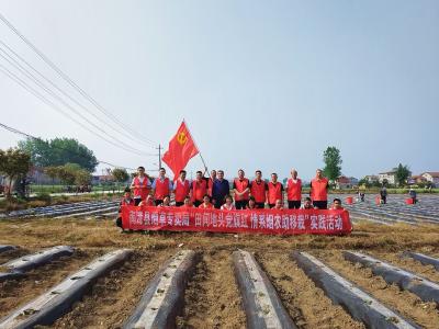 湖北南漳：田间一抹红 沃野播春绿