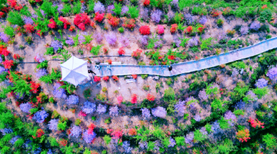 湖北南漳：荆山杜鹃花争艳