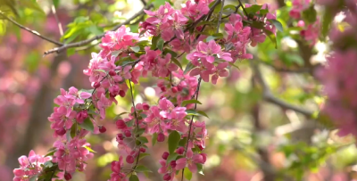 南漳：不负人间芳菲日  南漳海棠花正开