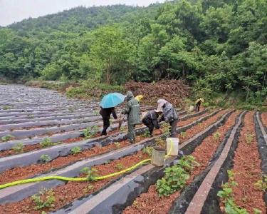 巡检镇安山村：农时不等人　烟叶移栽忙