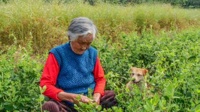湖北南漳：一片金银花 开满“致富路”