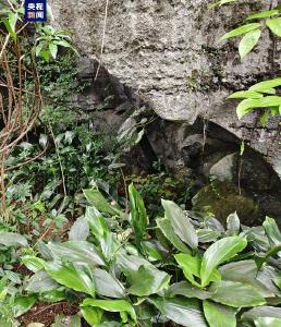 销声匿迹70多年 岩溶特有珍稀植物在广西重现