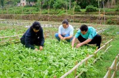印象老家：“共享菜园” 乐了游客 富了村民 