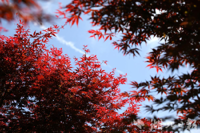 【热点关注】鹤峰下坪：深山看红叶 坐闻听鸟鸣