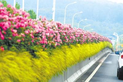 【热点关注】160万余株月季花妆点英雄之城 武汉首次评出10条最有特色月季花道路