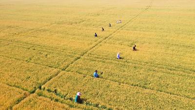 夏收已拉开序幕 全国冬小麦收获进度达4.8%