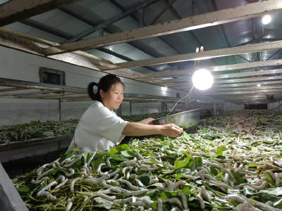 大坪村：小桑蚕织出“致富茧”