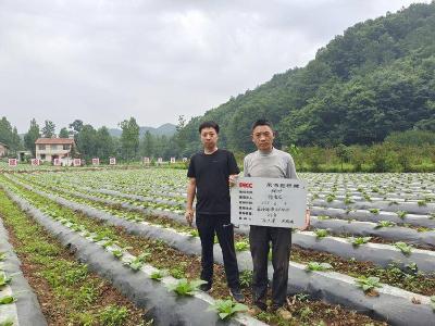 南漳：给烟叶种植上保险 让烟农吃上“定心丸”