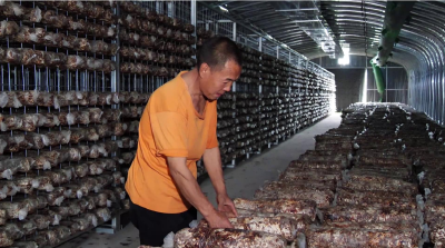 南漳：香菇产业走出农旅融合发展新路子