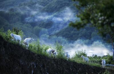 湖北南漳：雾绕空山恰似在人间