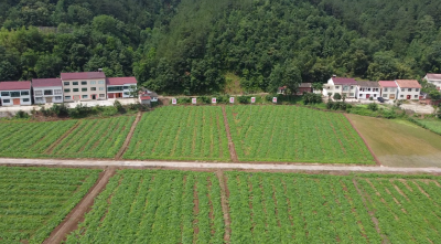 贝贝小南瓜 长出富民强村“金疙瘩” 