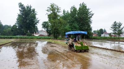 湖北南漳：机械化助力，39万亩水稻插秧过半