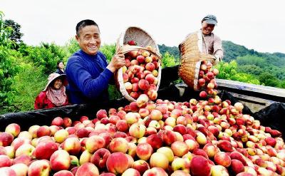 南漳：果丰人“桃”醉