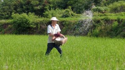 专家田间“把脉” 念好水稻“夏管经”  