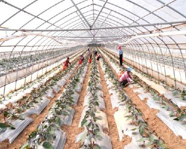 南漳：高山蔬菜种出产业兴旺路