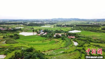 湖北孝感：农旅融合擘画乡村振兴风光图 