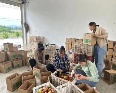 巡检镇百亩桃园迎丰收
