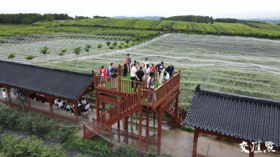 奋进中国 大江澎湃｜一颗蓝莓撬动亿级产业链，团山村上演“蝶变记” 
