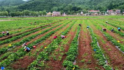 湖北南漳：贝贝小南瓜  富民强村“金疙瘩”
