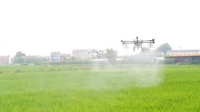 强化水稻病虫害防治 打响“虫口夺粮”保卫战