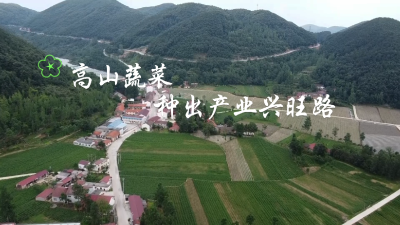 湖北南漳：高山蔬菜 种出产业兴旺路