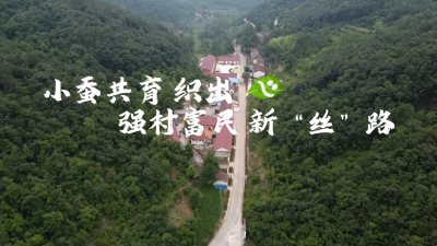湖北南漳：小蚕共育 织出强村富民新“丝”路