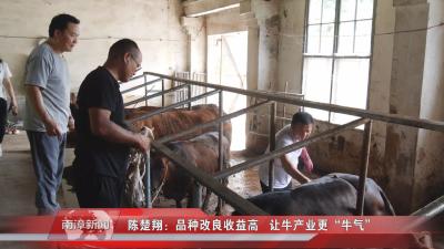 南漳新闻丨陈楚翔：品种改良收益高 让牛产业更“牛气”