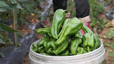 普陀庵村：产业“椒”开致富花  