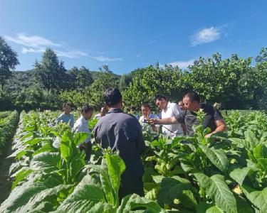 肖堰镇召开烟叶生产大田管理现场会