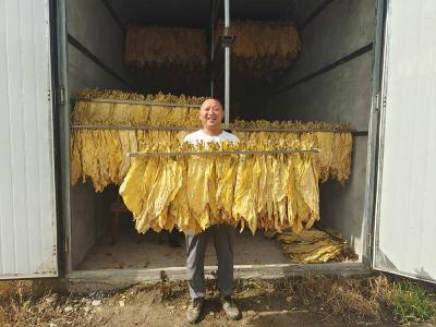 南漳：“黄金叶”出炉