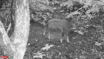 我县野外红外相机拍到多种珍稀野生动物景象  
