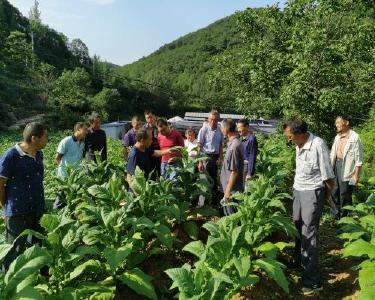 李庙镇举办烟叶生产标准化技术培训