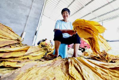 湖北南漳：为烟农“赶烤”保驾护航