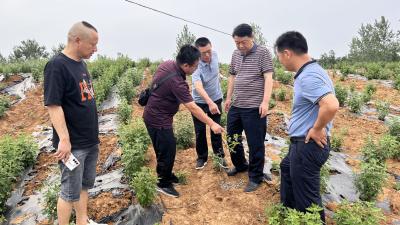 南漳：油茶套种中药材
