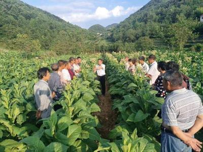 南漳：指导烟农科学打顶